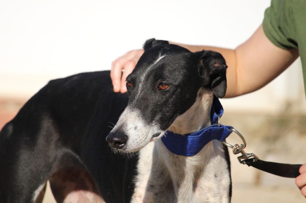 Alegria (F) Refuge de la FBM