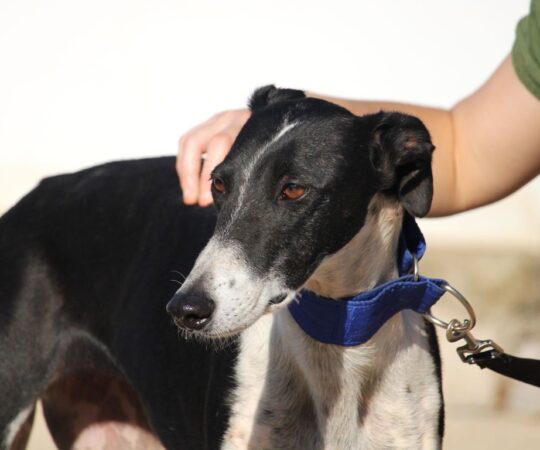 Alegria (F) Refuge de la FBM