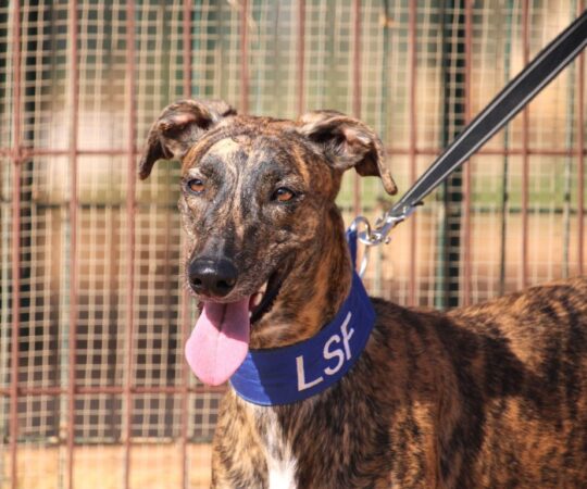 Aleksandra (F) / FBM