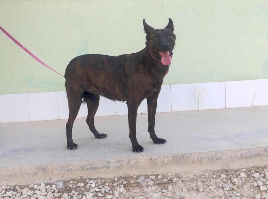 BAHIA (F) / Mix / Abyda