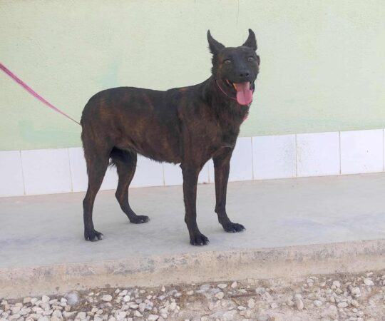 BAHIA (F) / Mix / Abyda