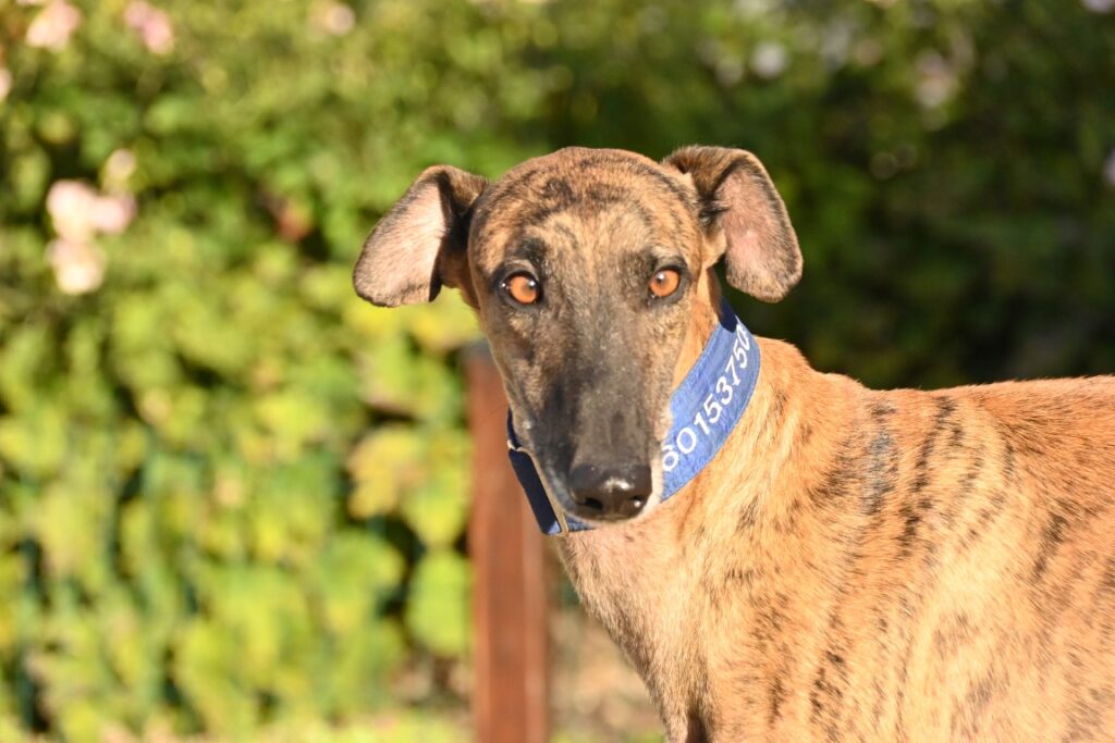 Bolto (M) Déjà en France en accueil dans le 59