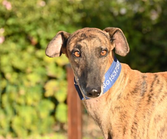 Bolto (M) Déjà en France en accueil dans le 59