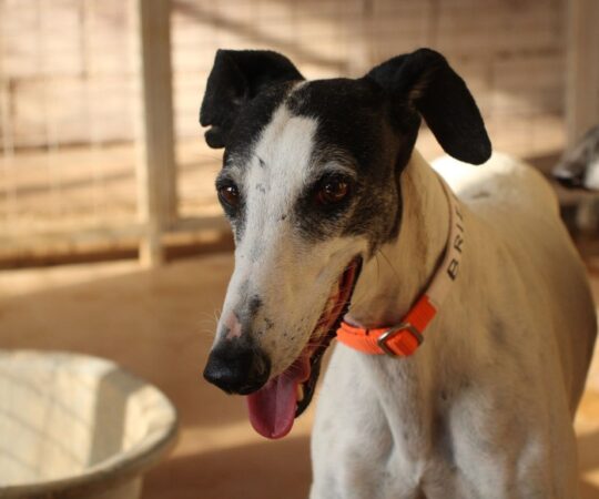 Briel (F) Refuge de la FBM