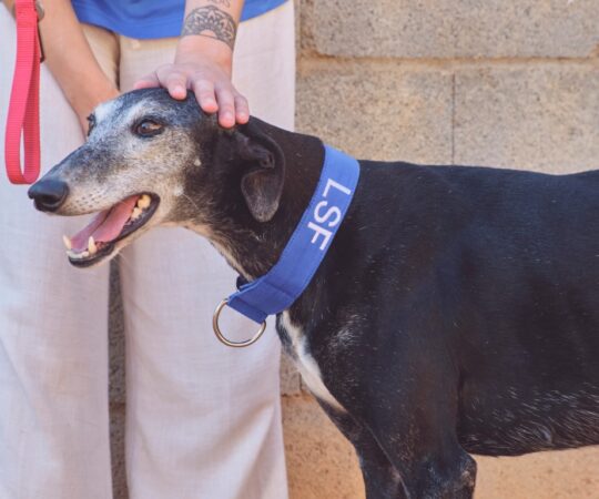 Bubba (F) Refuge de Tobarra