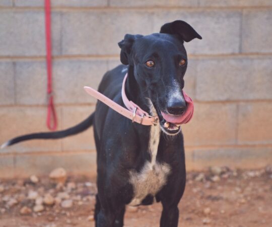 Cala (F) Refuge de Tobarra