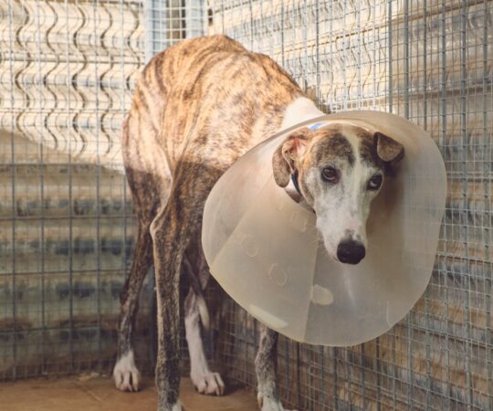 Eloise ( F) Refuge de Tobarra.