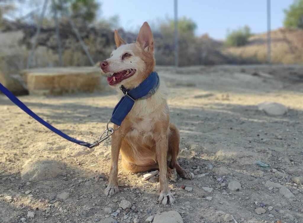 ESTRELLA (F) / Podenca / Abyda
