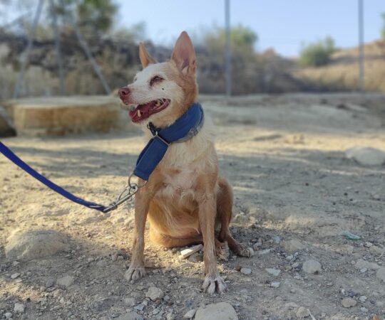 ESTRELLA (F) / Podenca / Abyda