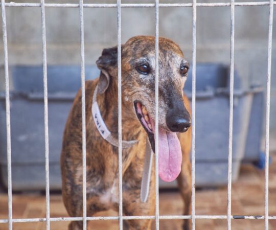 Fira (F) Refuge de Tobarra