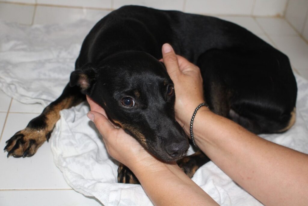 Hero (M) Pinscher X Pod / Hôpital de la FBM