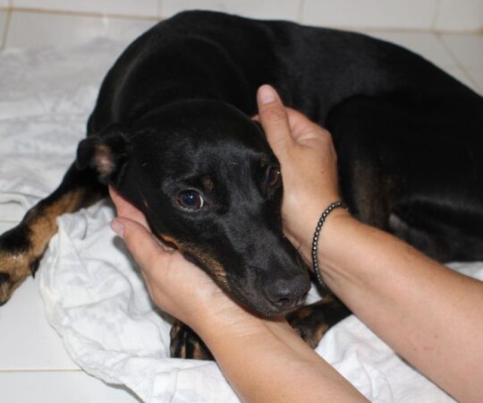 Hero (M) Pinscher X Pod / Hôpital de la FBM