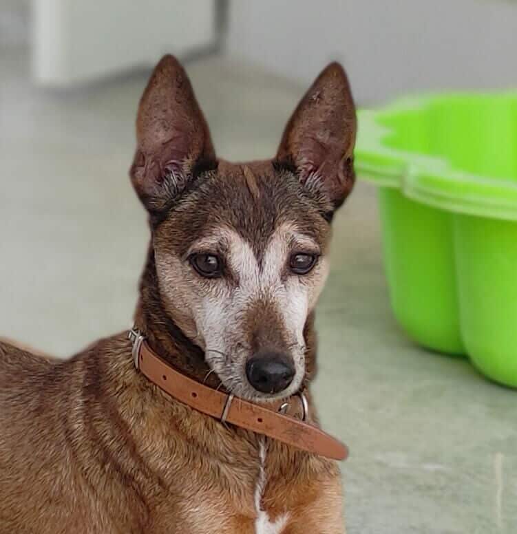 HILDA (F) / Pod/ Adoptée en Espagne