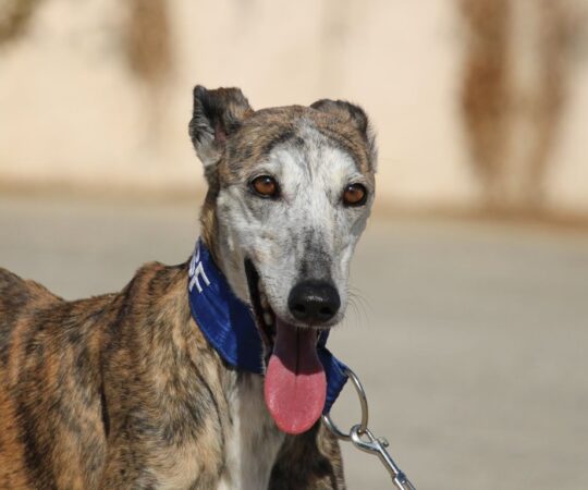 Ibiza (F) Refuge de la FBM