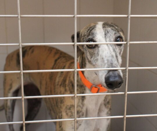 Lara (F) Hôpital du refuge de la FBM