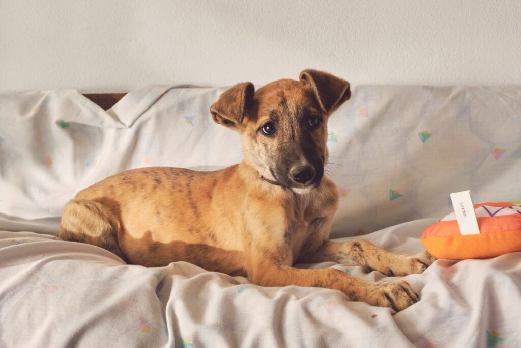 Lars (M) Chiot / Refuge de Tobarra