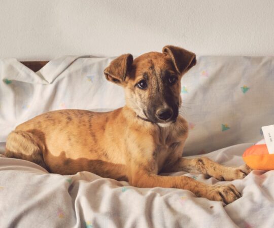 Lars (M) Chiot / Refuge de Tobarra.