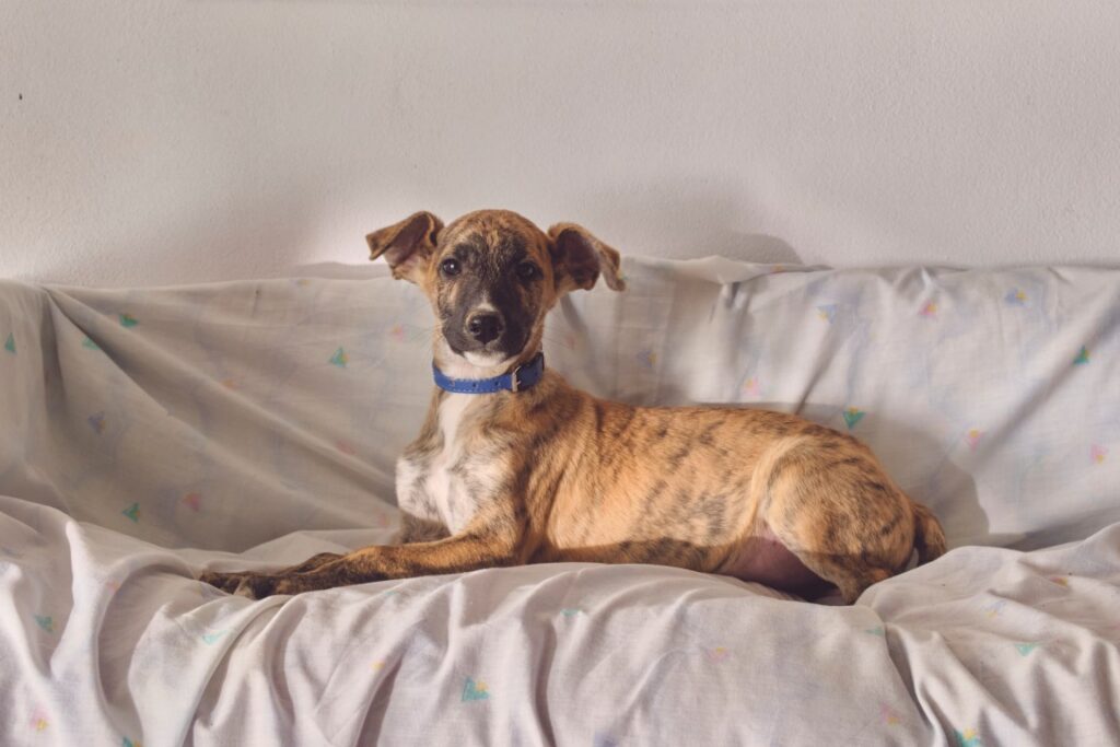 Levi (M) Chiot / Refuge de Tobarra