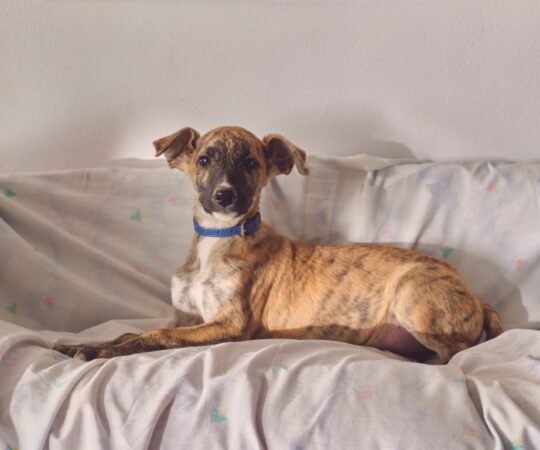 Levi (M) Chiot / Refuge de Tobarra Adopté