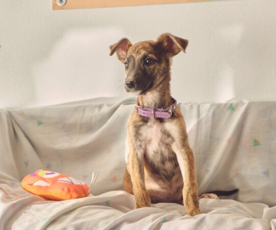 Lila (F) Chiot / Refuge de Tobarra Adoptée