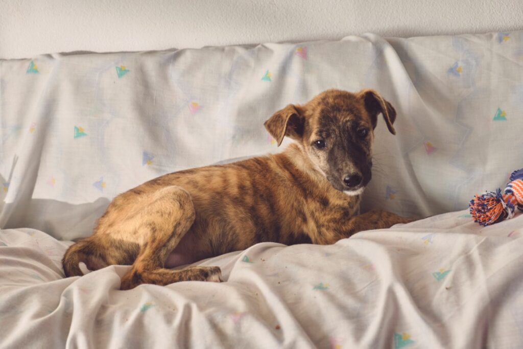 Lizzy (F) Chiot /  Refuge de Tobarra