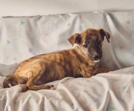 Lizzy (F) Chiot /  Refuge de Tobarra.