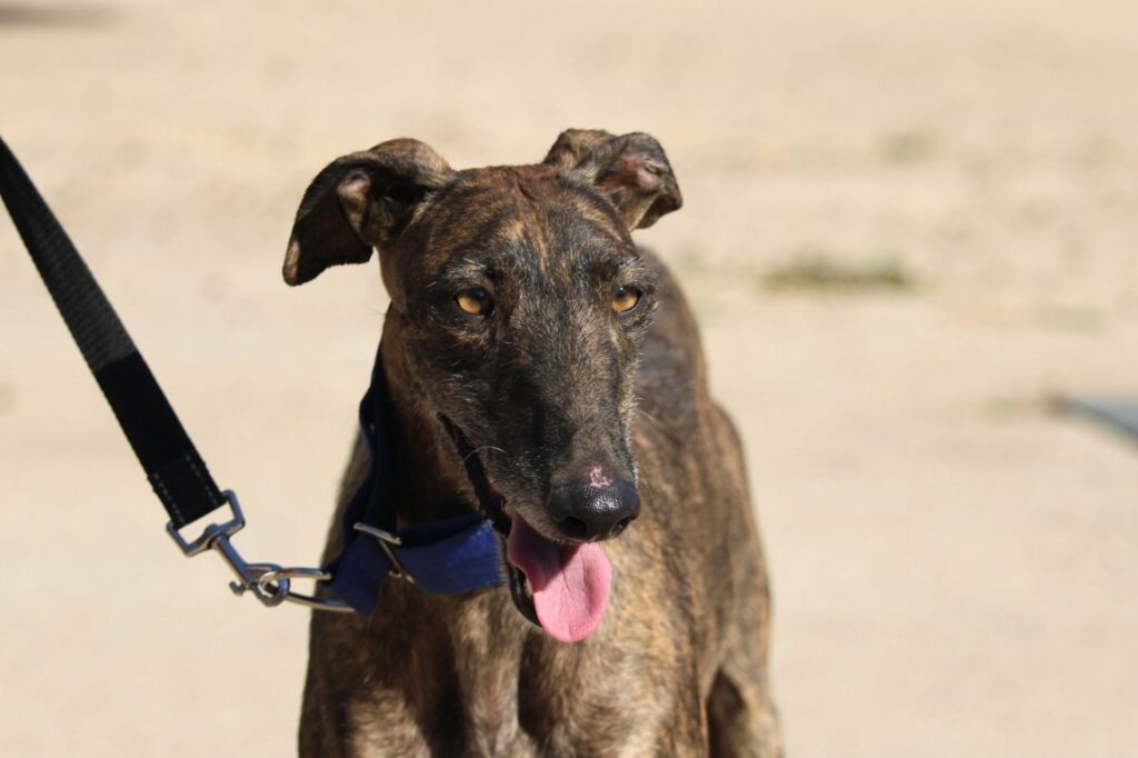 Lola (F) Refuge de la FBM