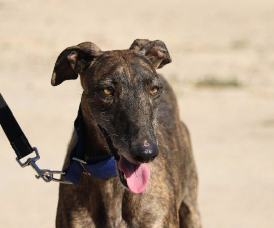 Lola (F) Refuge de la FBM