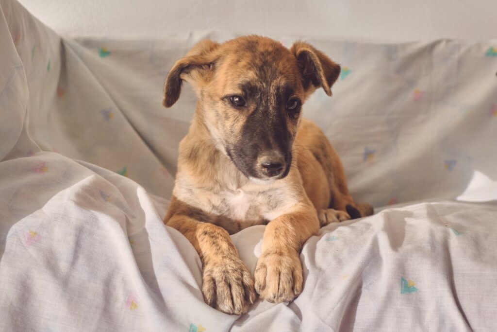 Lolo (M) Chiot / Refuge de Tobarra