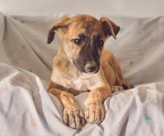 Lolo (M) Chiot / Refuge de Tobarra.
