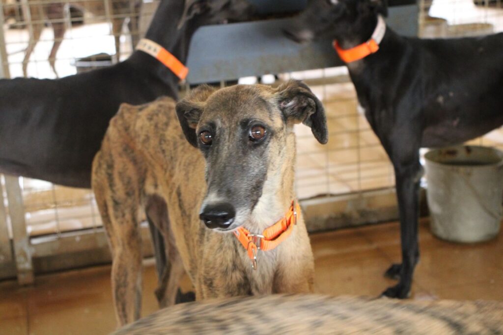 Lorena (F) Refuge de la FBM