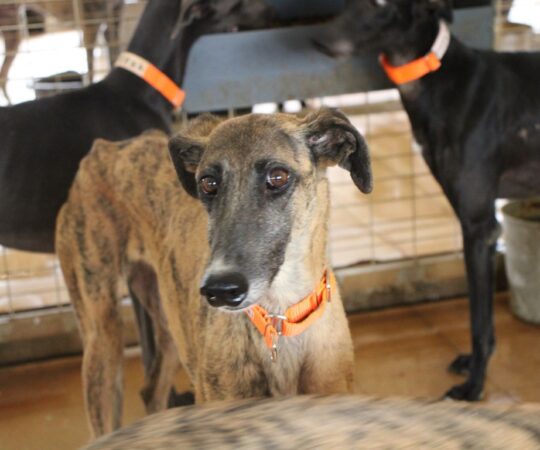 Lorena (F) Refuge de la FBM