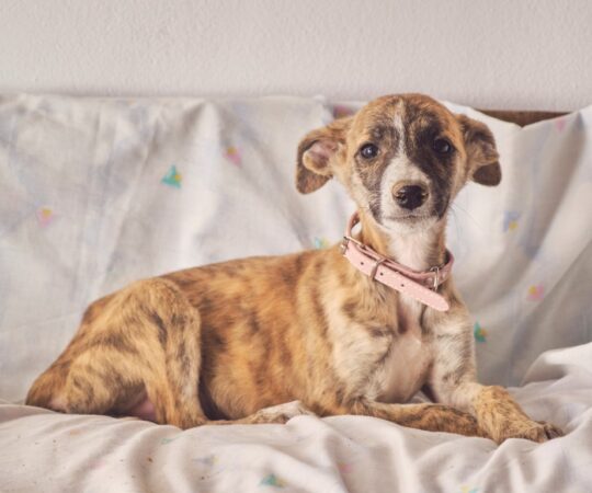 Lua (F) Chiot / Refuge de Tobarra.