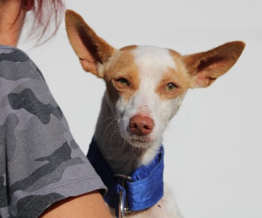 Lupito (M) Pod / Refuge de la FBM