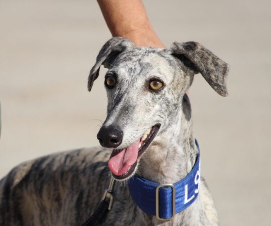 Maritza (F) Refuge de la FBM Adoptée