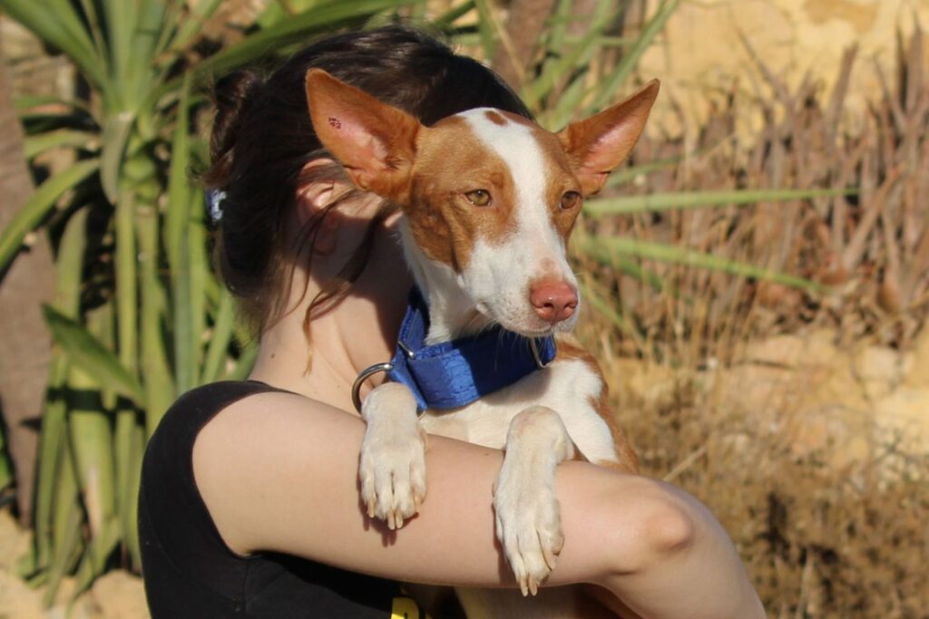 Martin (M) Pod / Refuge de la FBM Adopté