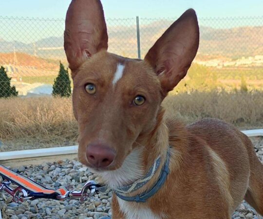 MIRANDA (F) / Pod / Refuge d’Abyda .