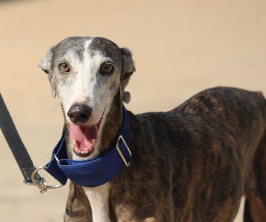 Munara (F) Refuge de la FBM.