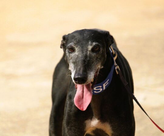 Nera (F) Refuge de la FBM