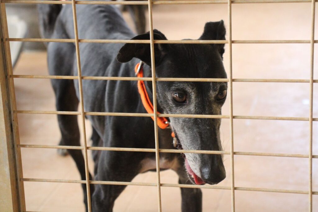 Nera (F) Refuge de la FBM