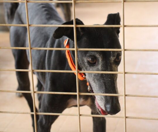 Nera (F) Refuge de la FBM Adoptée
