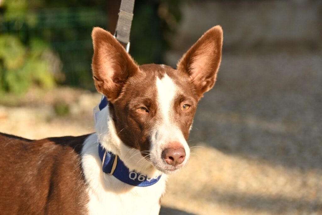 Niko (M) Pod / Adopté