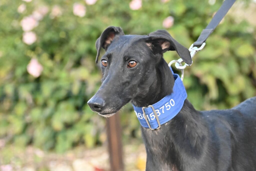 Nova (F) Déjà en  France en accueil dans le 70