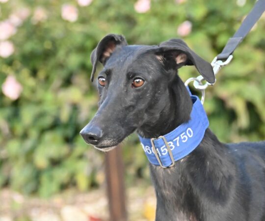 Nova (F) Déjà en  France en accueil dans le 70