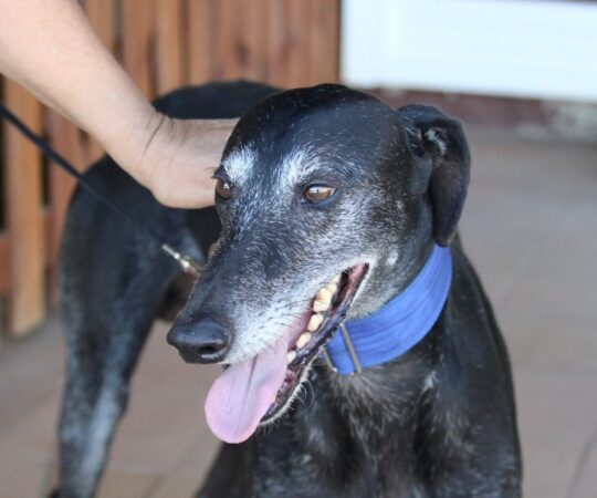Pelos (M) Senior / Refuge de la FBM Adopté