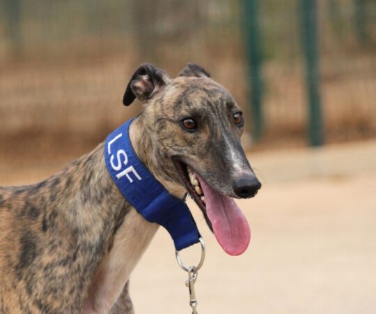 Ricky (M) Refuge de la FBM