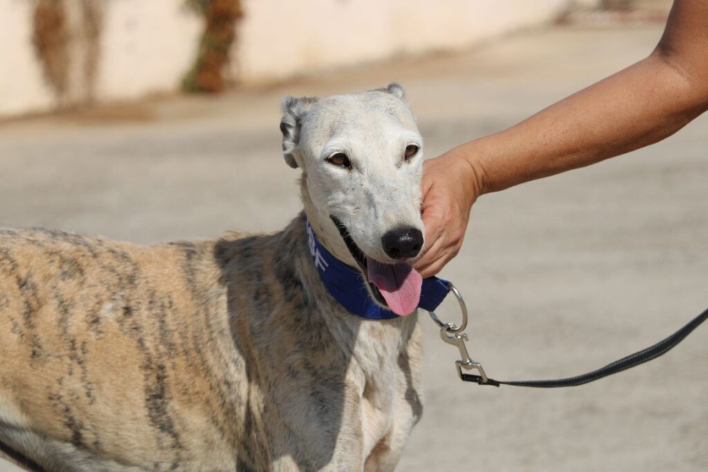 Talia (F) Senior Refuge de la FBM