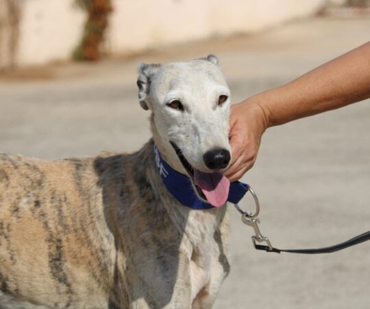Talia (F) Senior Refuge de la FBM Adoptée