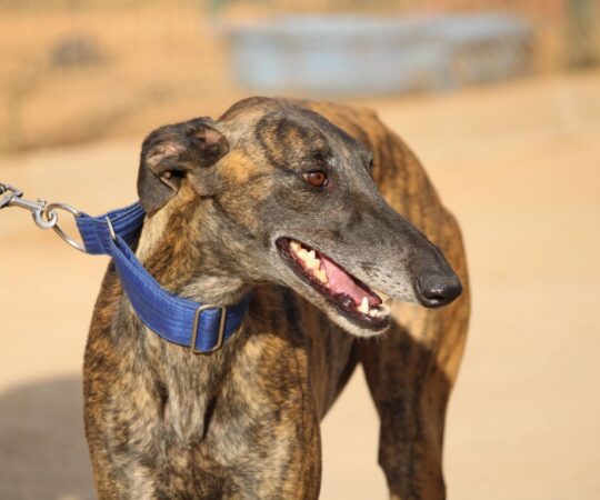 Trini (F) Refuge de la FBM