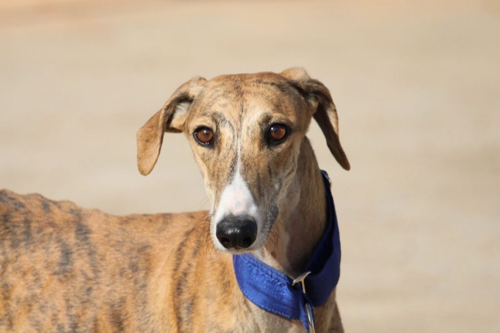 Africa (F) Refuge de la FBM